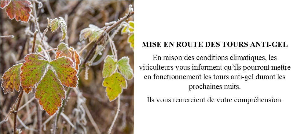 vigne texte
